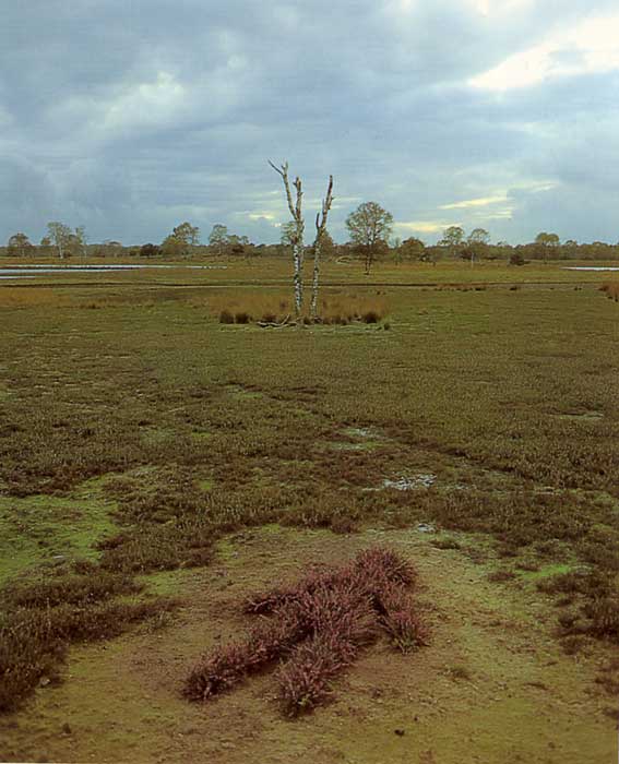 roos-beeld